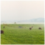 slides/Pulborough Brooks at dawn.jpg pulborough,brooks,dawn,cattle,morning,mist,early,summer,cows,calves,bank,grass,green,panoramic,fog,church,river,arun Pulborough Brooks at dawn